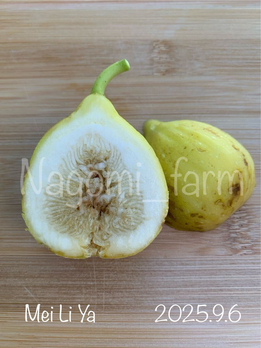 Yahoo!オークション -「イチジク (mei li)」の落札相場・落札価格