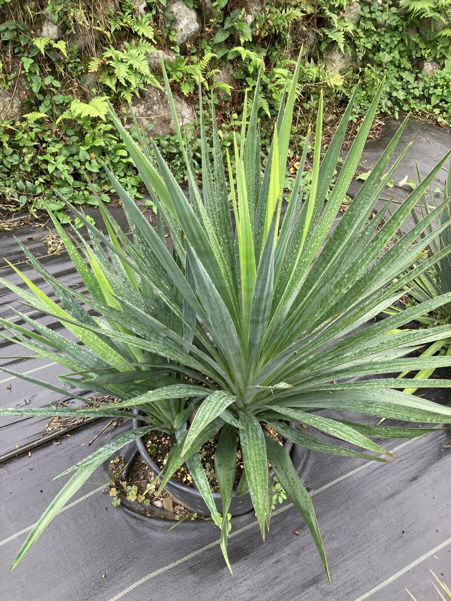 2026年最新】Yahoo!オークション -ダシリリオンの中古品・新品・未使用