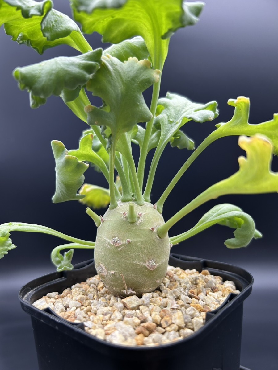 Yahoo!オークション -「ペラルゴニウム クリンガルドテンセ」の落札