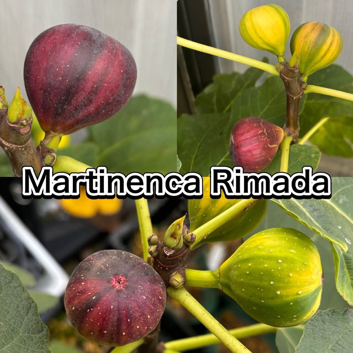 イチジク【穂木】の販売【品種名】Verdolino穂木 2本｜Yahoo!フリマ