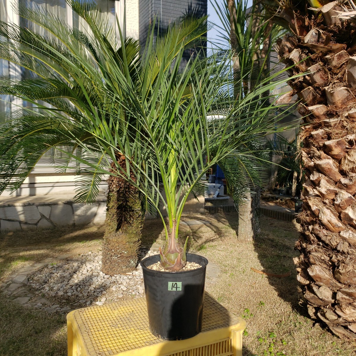 2026年最新】Yahoo!オークション -ココスヤシ 鉢の中古品・新品・未