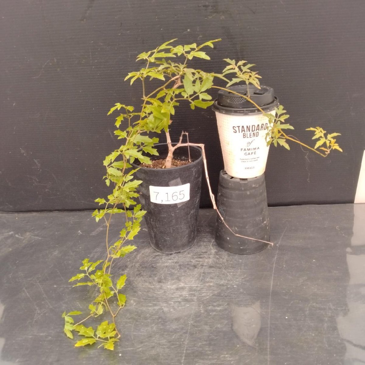 Yahoo!オークション -「キフォステンマ エレファントプス」の落札相場