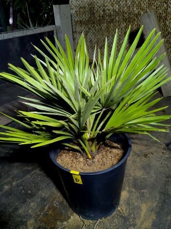 Yahoo!オークション -「チャメロプス ボルケーノ」の落札相場・落札価格