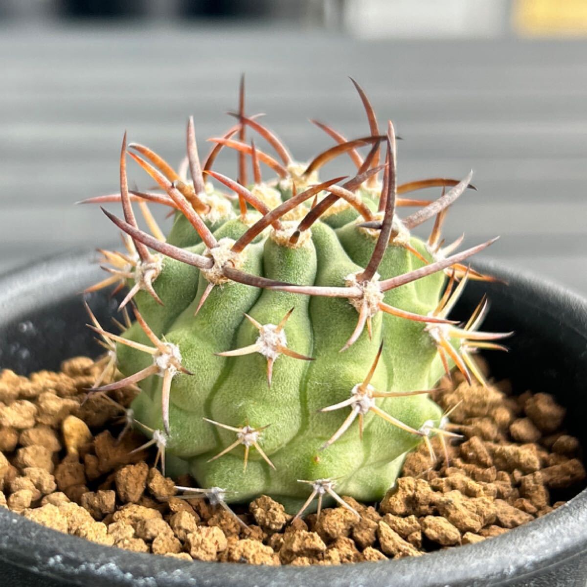 Yahoo!オークション -「極光丸」の落札相場・落札価格