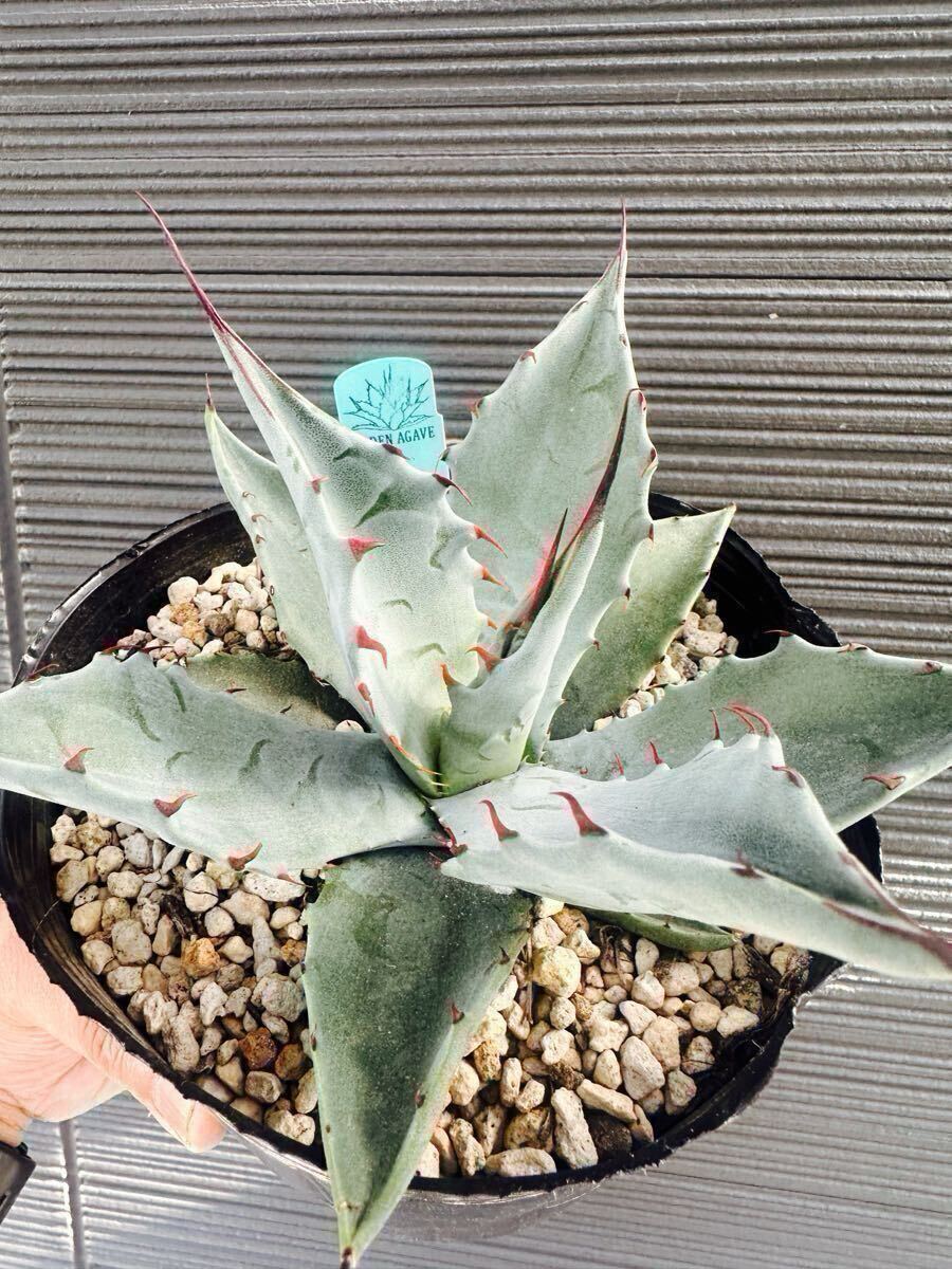 Yahoo!オークション -「オバティフォリアキラー」(花、園芸) の落札