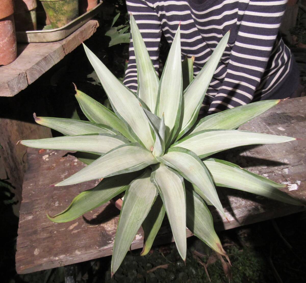 Yahoo!オークション -「アガベ クイックシルバー」の落札相場・落札価格