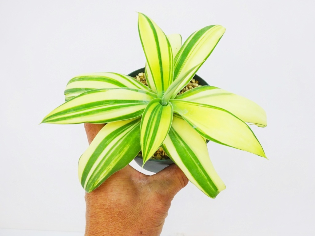 Yahoo!オークション -「翡翠盤」の落札相場・落札価格