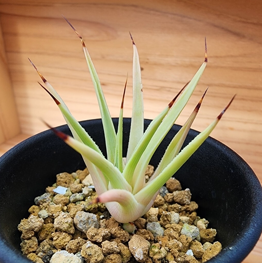 Yahoo!オークション -「姫吹上」(花、園芸) の落札相場・落札価格