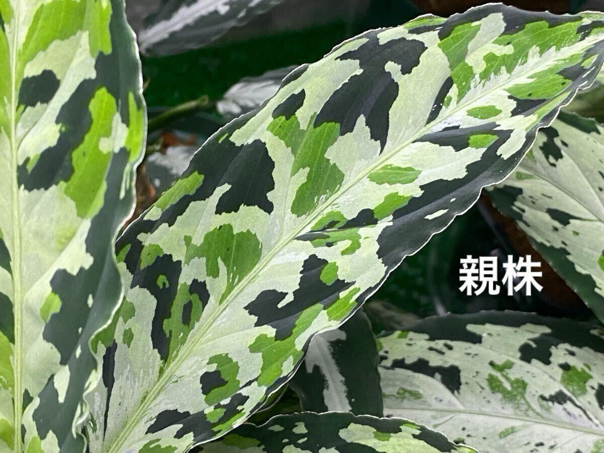 Yahoo!オークション -「アグラオネマ ラプラス」(花、園芸) の落札相場