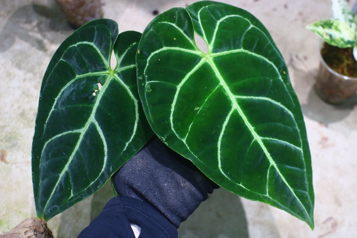 Yahoo!オークション -「アンスリウムレガレ」の落札相場・落札価格