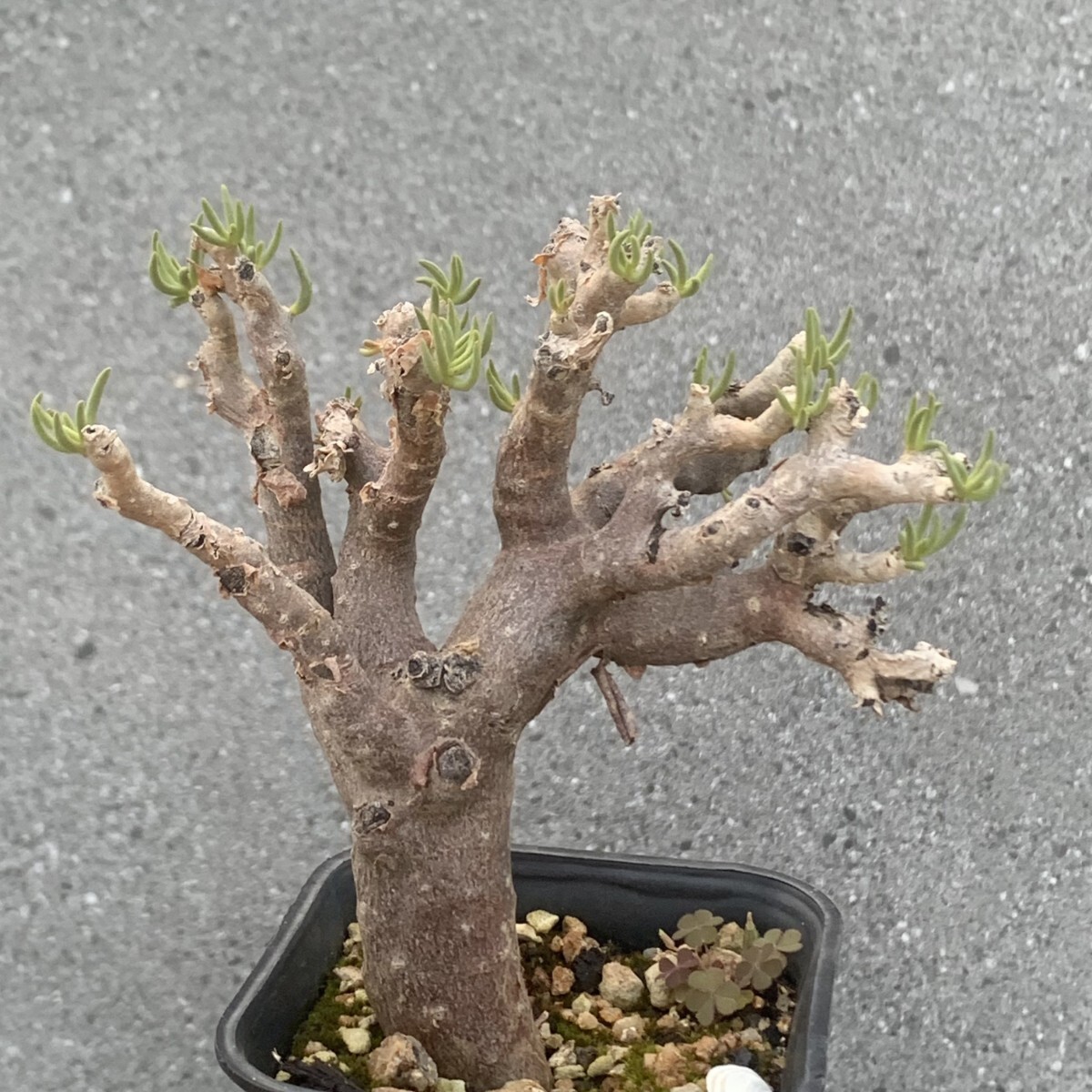 Yahoo!オークション -「チレコドンハリー」の落札相場・落札価格