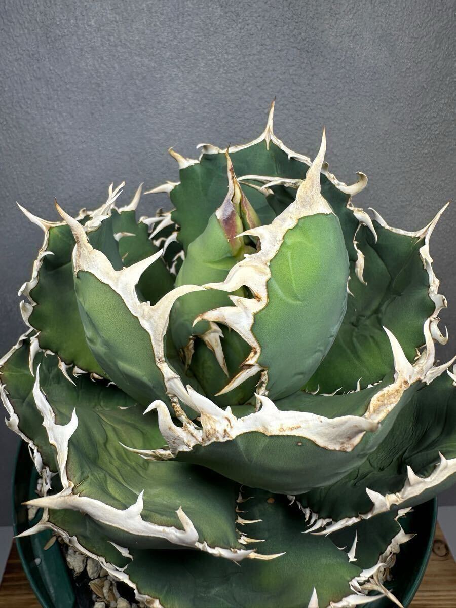 Yahoo!オークション - 希少【アガベ チタノタ dennis B-09】 agave tit