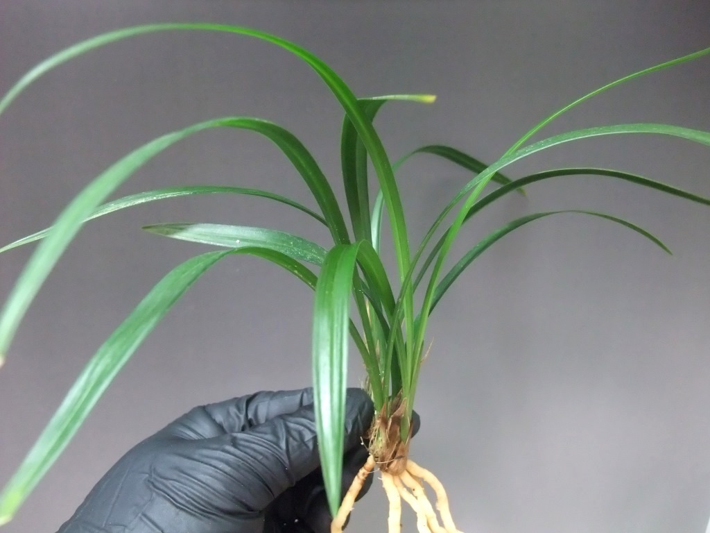 Yahoo!オークション -「長元坊」の落札相場・落札価格