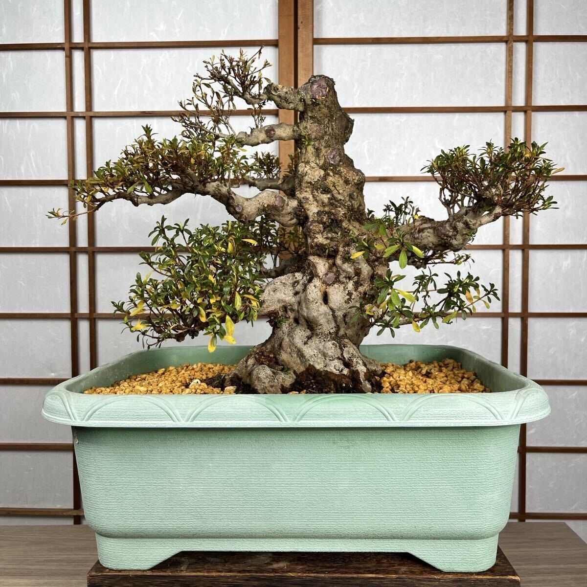 Yahoo!オークション -「皐月盆栽日光」(盆栽) の落札相場・落札価格