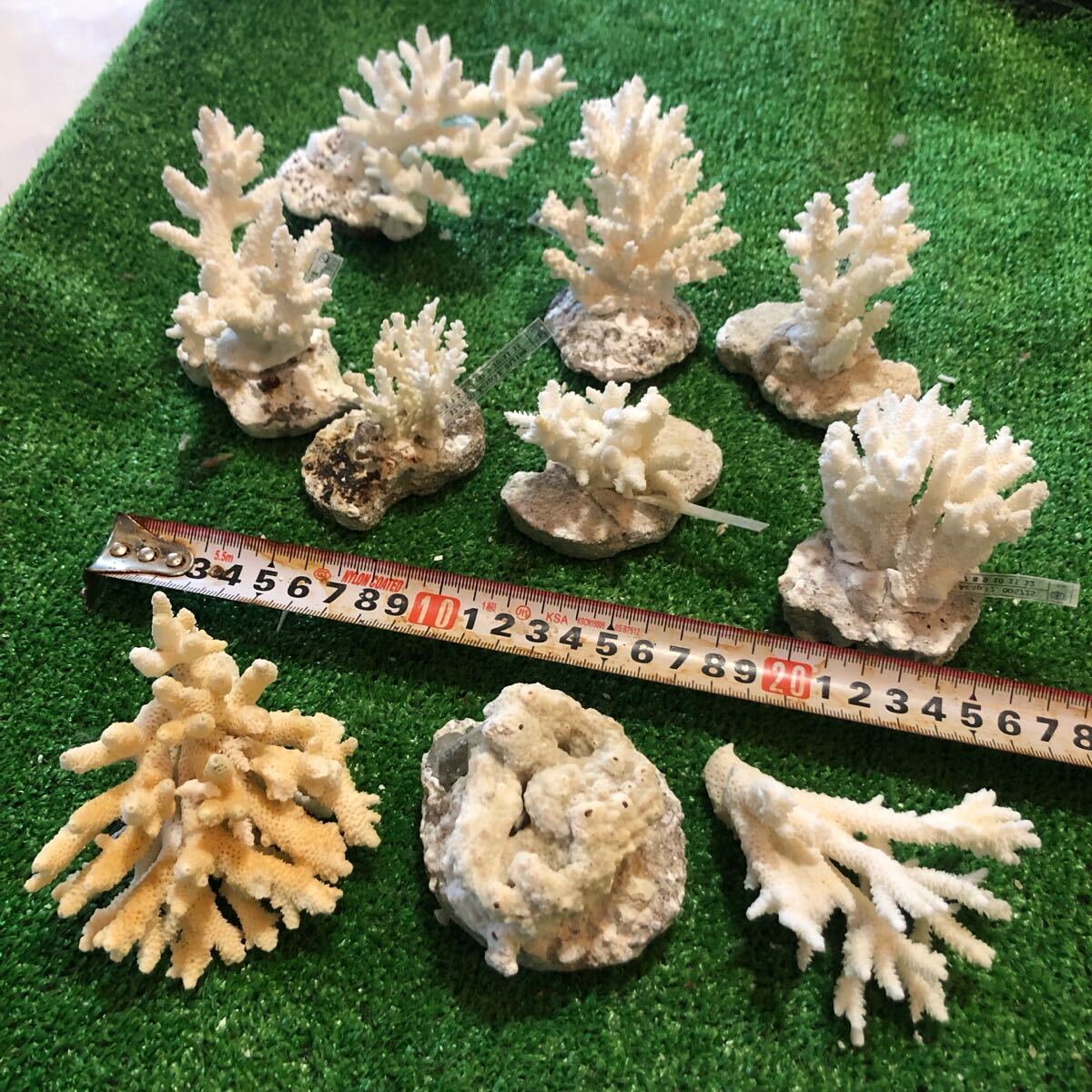 Yahoo!オークション -「珊瑚 置物」(その他) (置物)の落札相場・落札価格