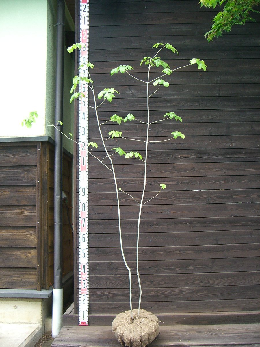 2026年最新】アオダモ(Aodamo)の植木・庭木商品一覧 - Yahoo!オークション