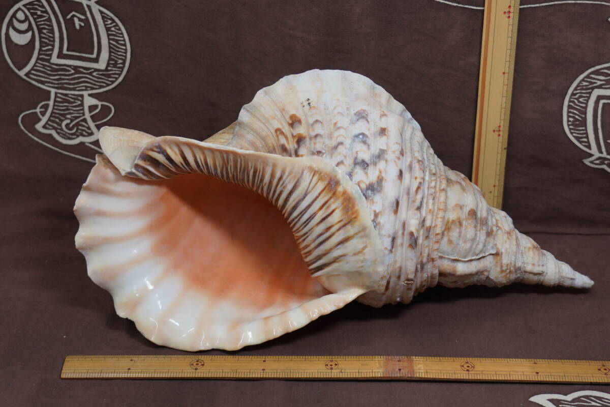 法螺貝まとめウリ 法螺貝まとめウリ