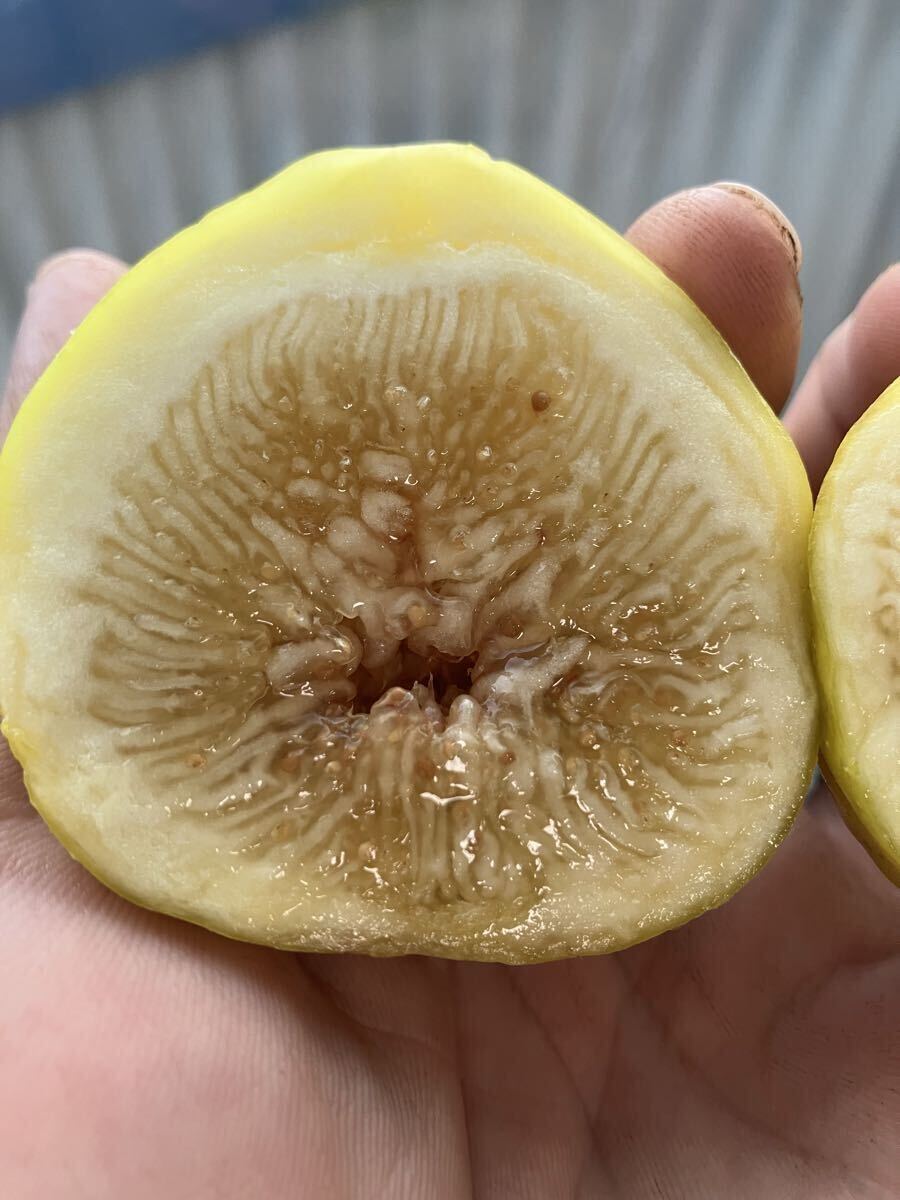 Yahoo!オークション -「イチジク (mei li)」の落札相場・落札価格