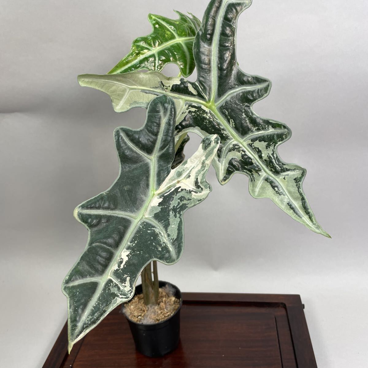 Yahoo!オークション -「アロカシア ノビリス」(花、園芸) の落札相場