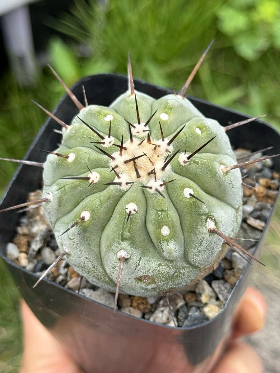 Yahoo!オークション -「黒王丸 カキコ」(観葉植物) の落札相場・落札価格