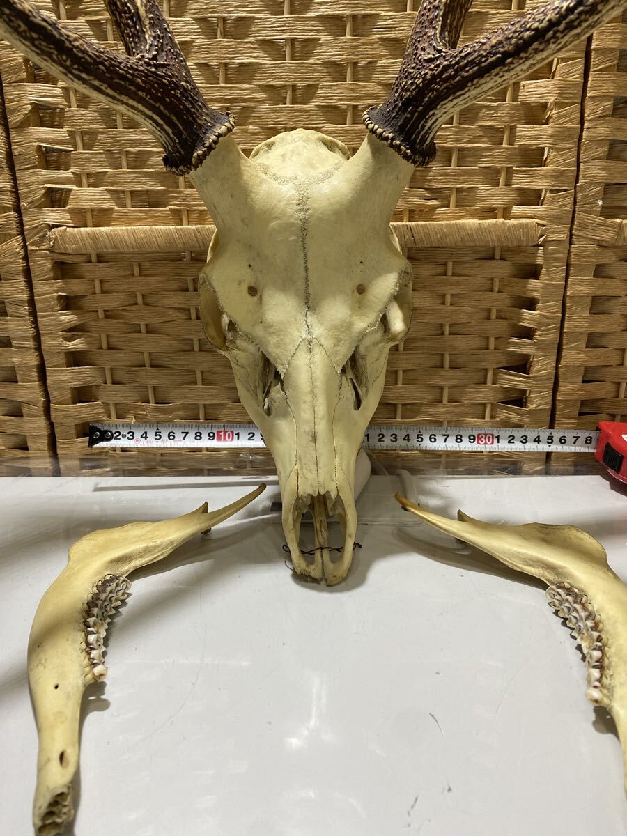 Yahoo!オークション -「鹿の角 頭蓋骨」の落札相場・落札価格