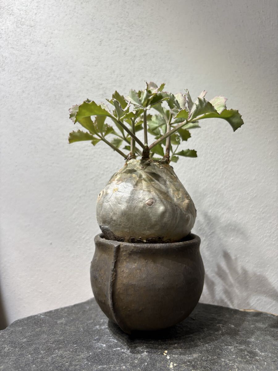 Yahoo!オークション -「細川政己」の落札相場・落札価格