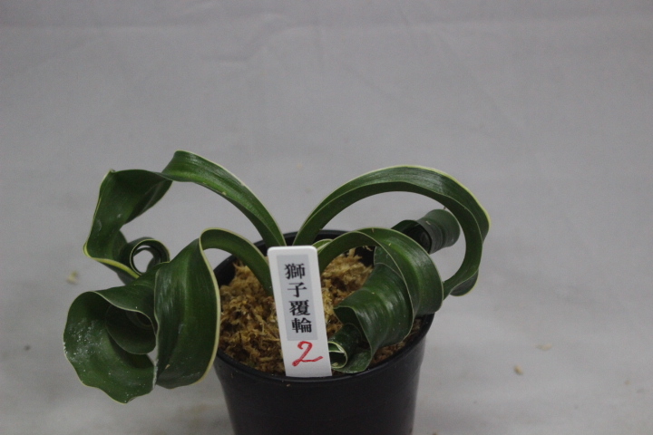 Yahoo!オークション -「万年青 獅子」(観葉植物) の落札相場・落札価格