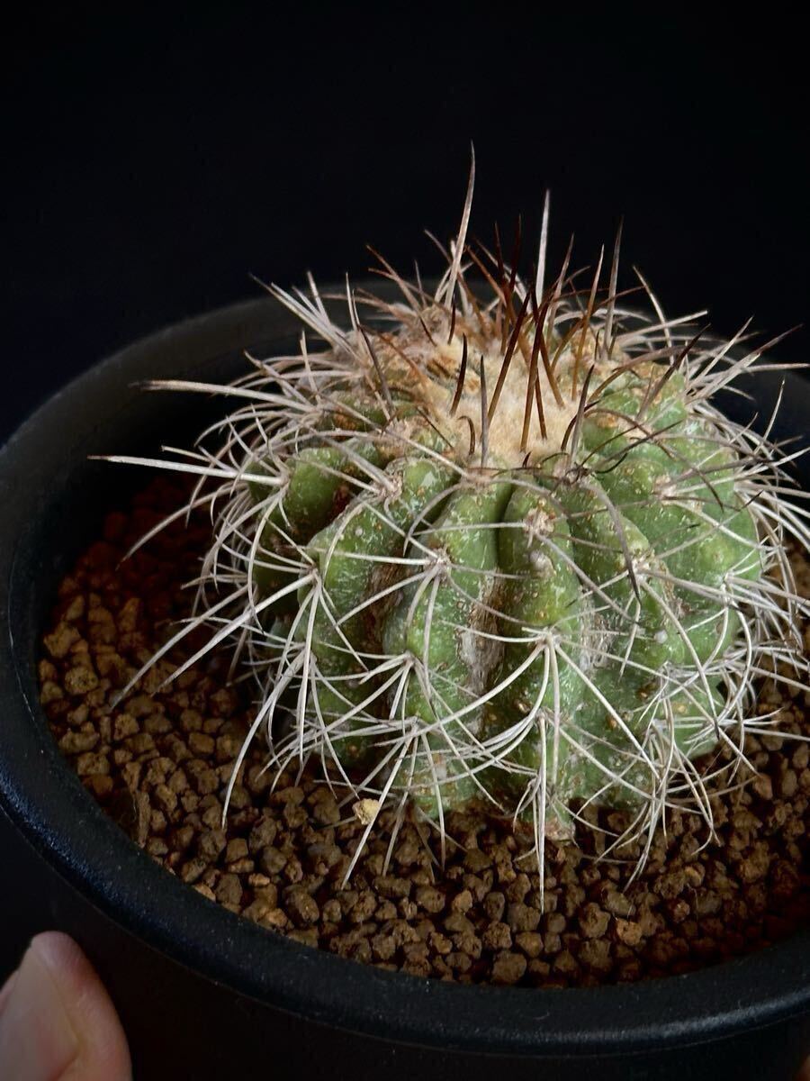 Yahoo!オークション -「黒王丸 カキコ」(観葉植物) の落札相場・落札価格