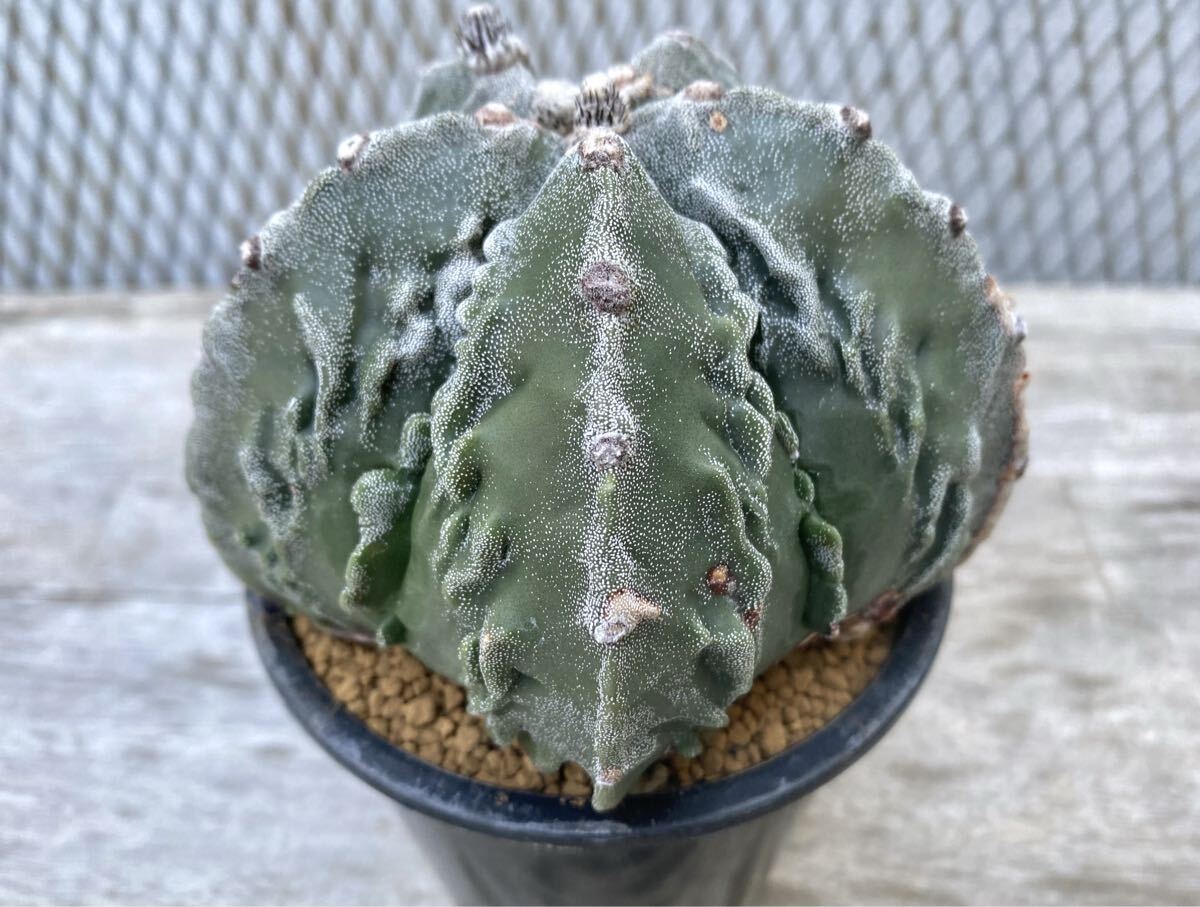 Yahoo!オークション -「複隆ランポー」の落札相場・落札価格