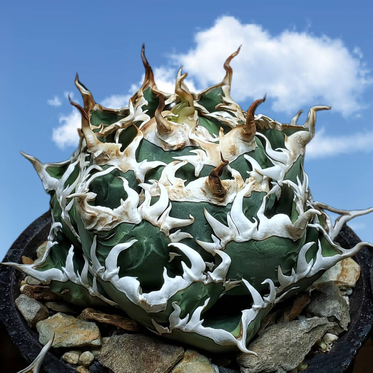 コレクション ボール株】アガベ チタノタ フィリグリー コンパクト No