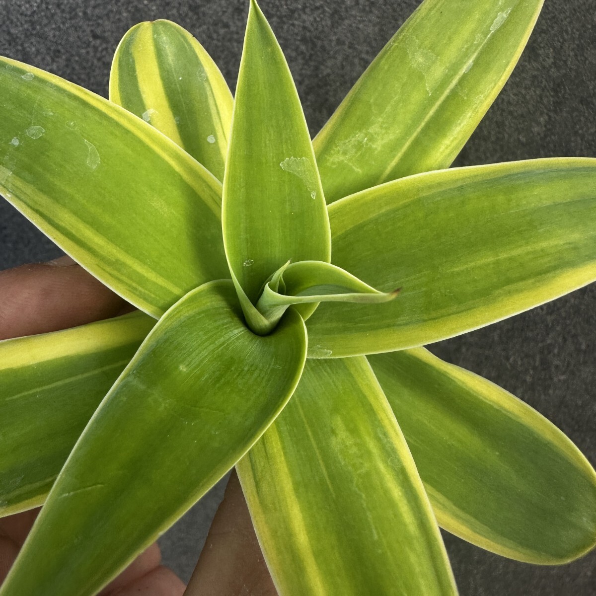 Yahoo!オークション - 「翡翠盤」の落札相場・落札価格