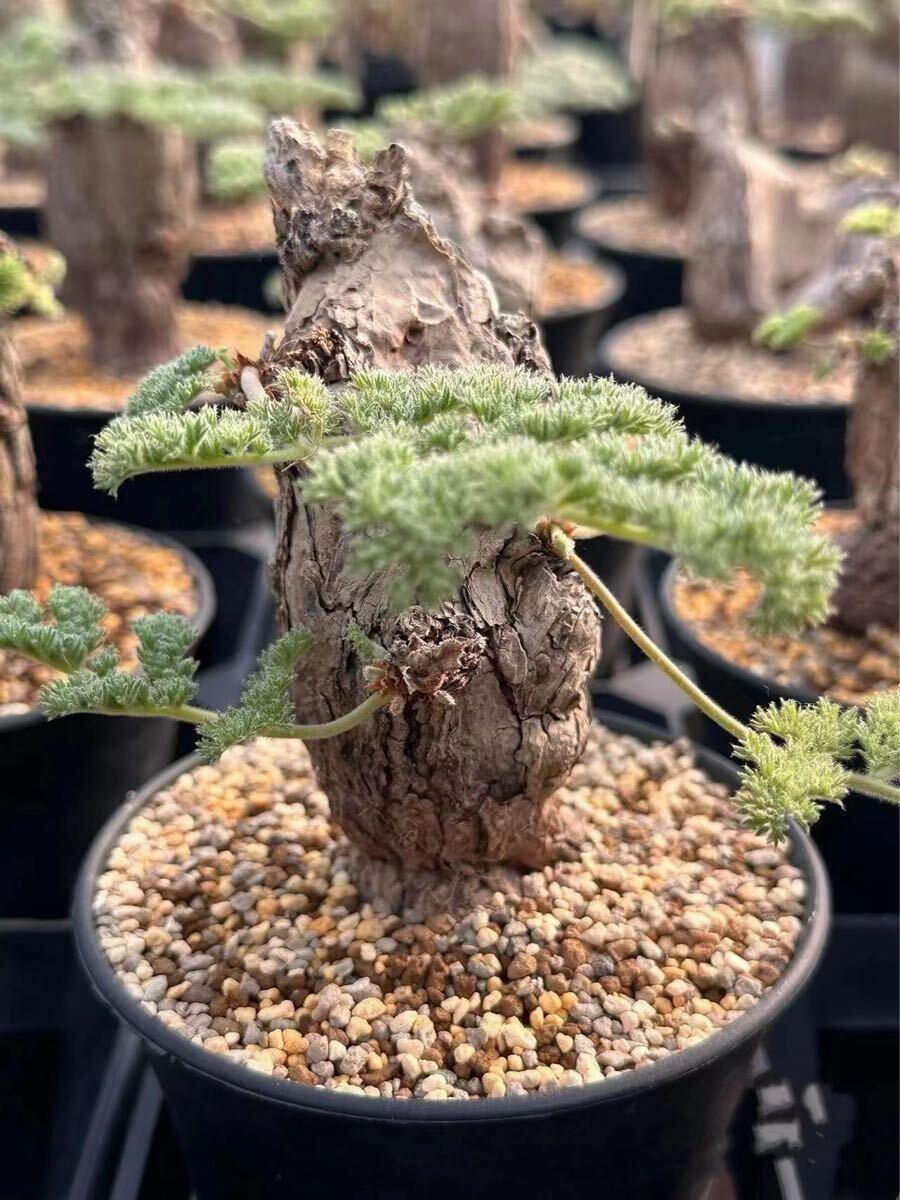 Yahoo!オークション -「pelargonium triste」の落札相場・落札価格