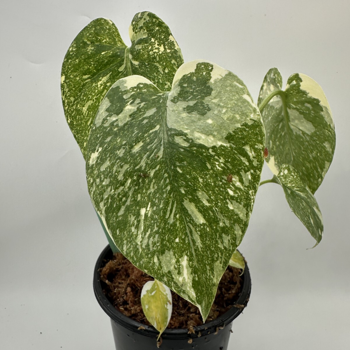 Yahoo!オークション -「モンステラ グリーンスノー」(モンステラ