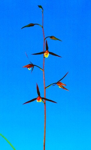 Yahoo!オークション -「寒蘭四万十川の誉」の落札相場・落札価格