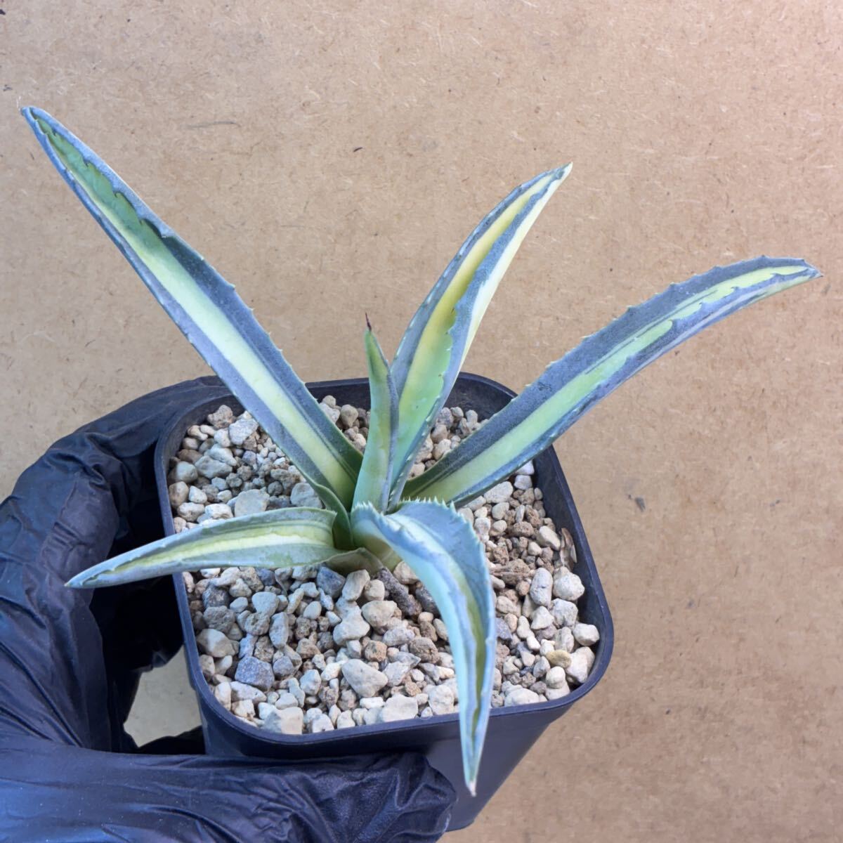 Yahoo!オークション -「アガベ アメリカーナ 縞斑」の落札相場・落札価格