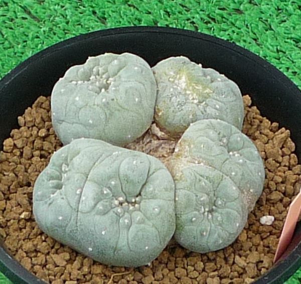 Yahoo!オークション - 「銀冠玉綴化」の落札相場・落札価格