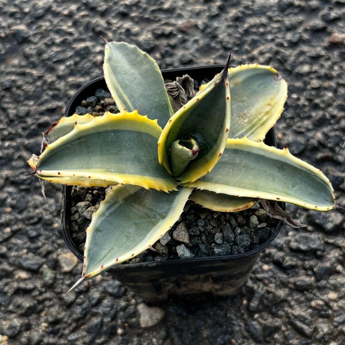 Yahoo!オークション -「ripple effect」(アガベ) (観葉植物)の落札相場