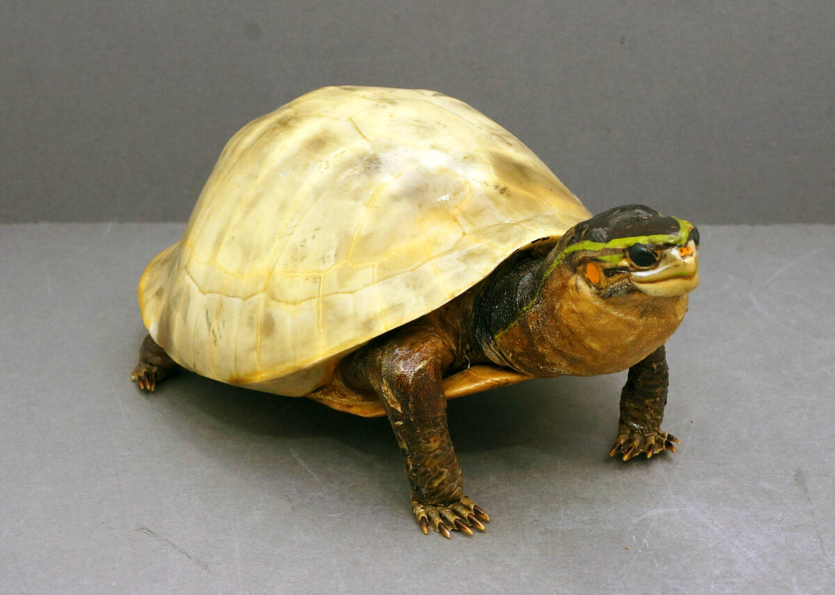 2026年最新】Yahoo!オークション -亀 剥製の中古品・新品・未使用品一覧