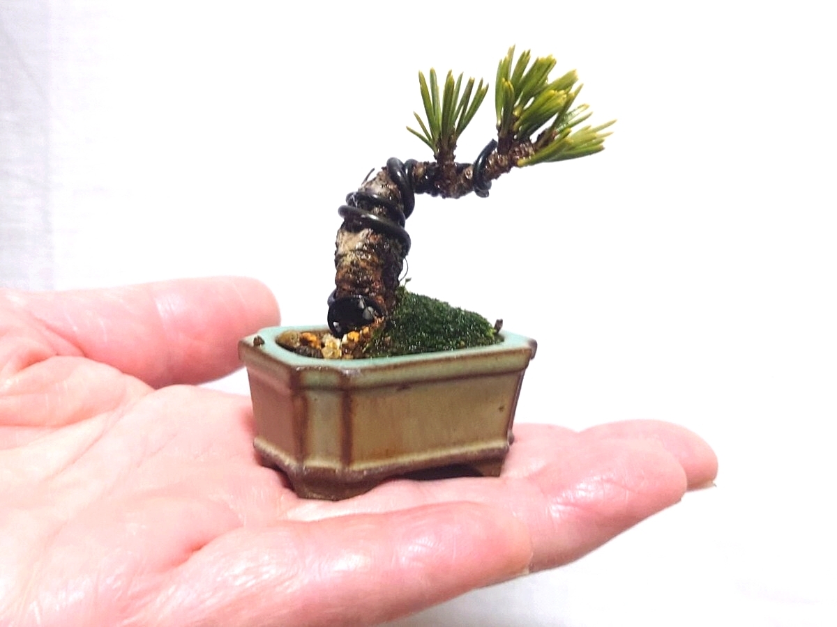 Yahoo!オークション -「五葉松 宝来」の落札相場・落札価格