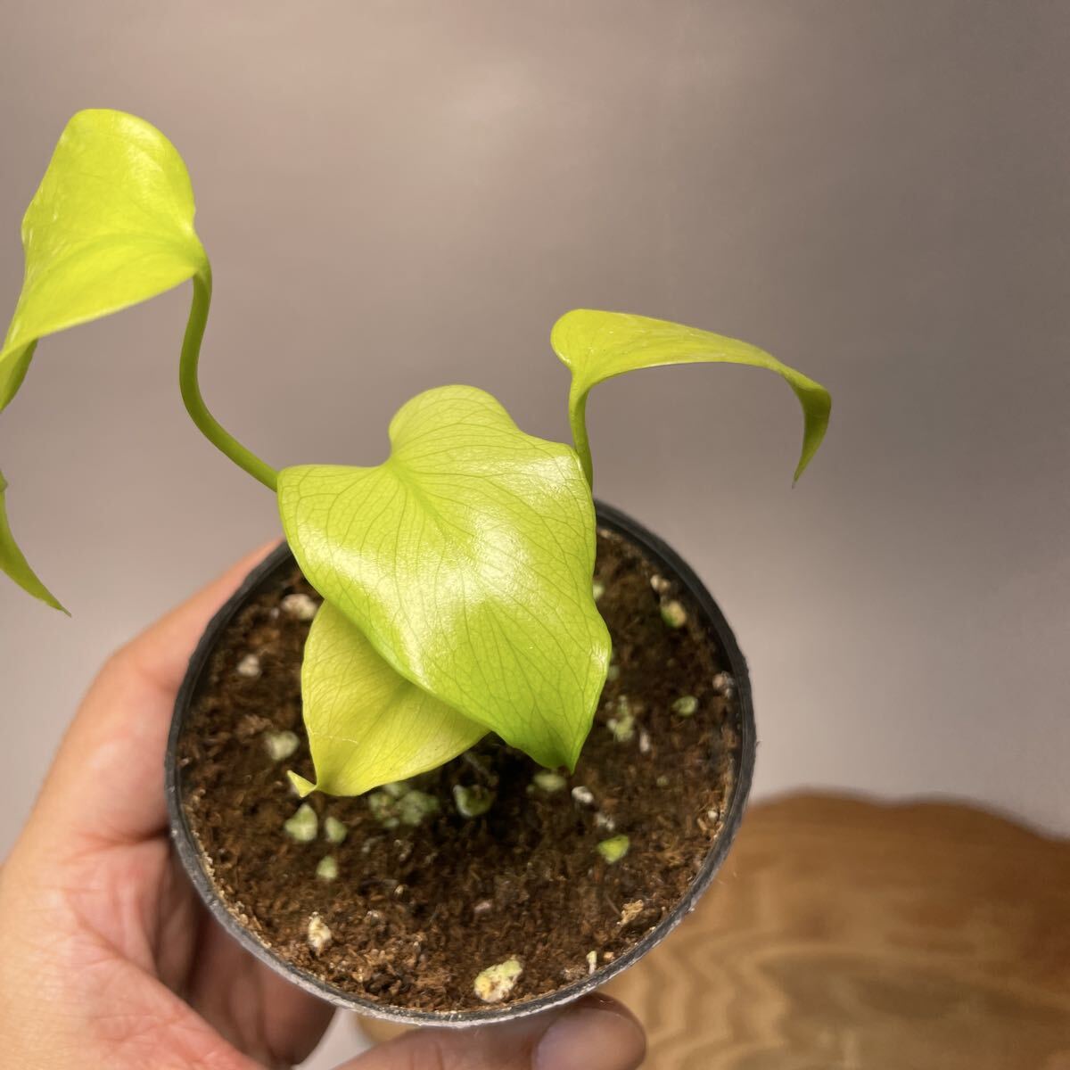 Yahoo!オークション -「モンステラ レモン」の落札相場・落札価格