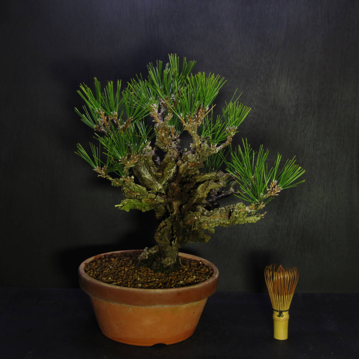 Yahoo!オークション -「錦松 盆栽」の落札相場・落札価格