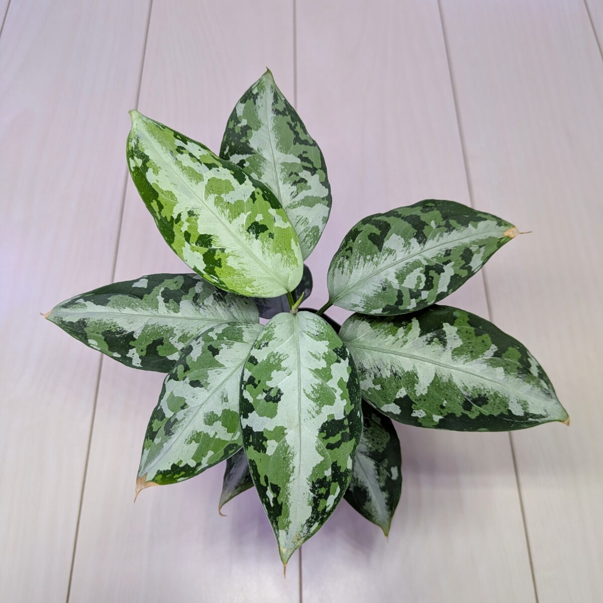 Yahoo!オークション -「柳緑花紅」の落札相場・落札価格