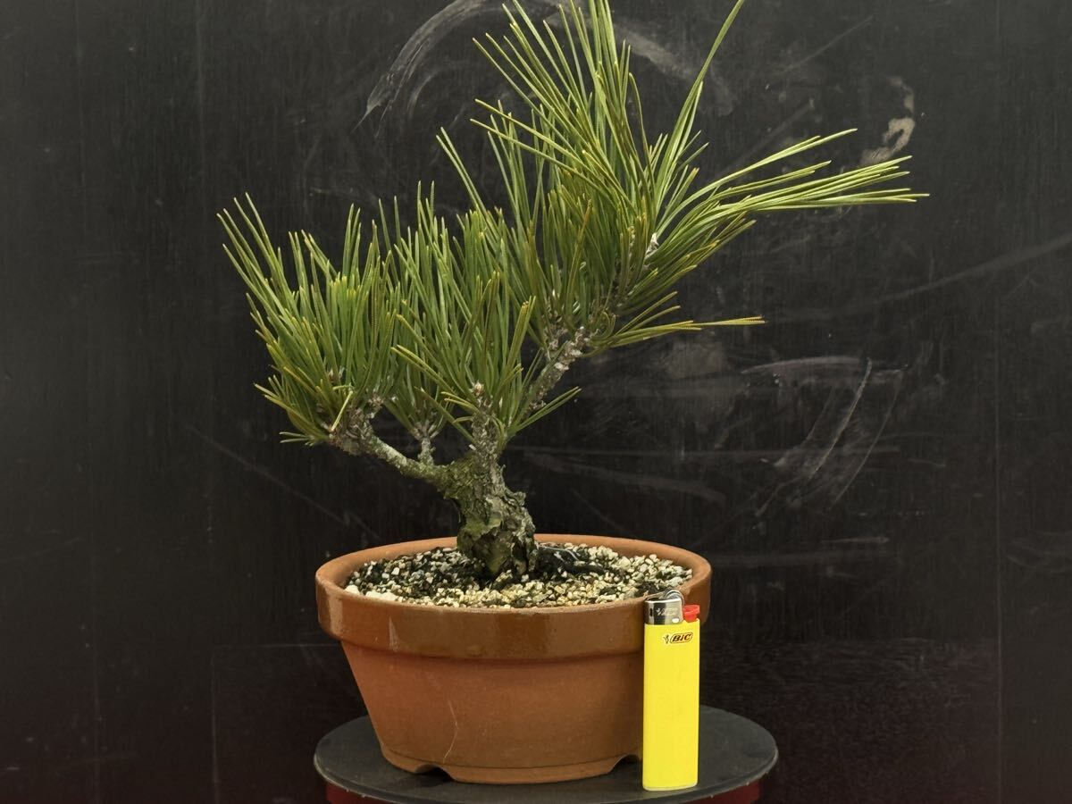 Yahoo!オークション -「黒松 瑞宝」(盆栽) の落札相場・落札価格