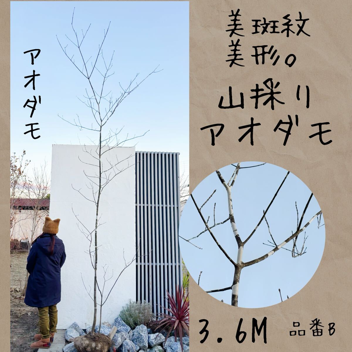 2026年最新】Yahoo!オークション -山採り アオダモの中古品・新品・未