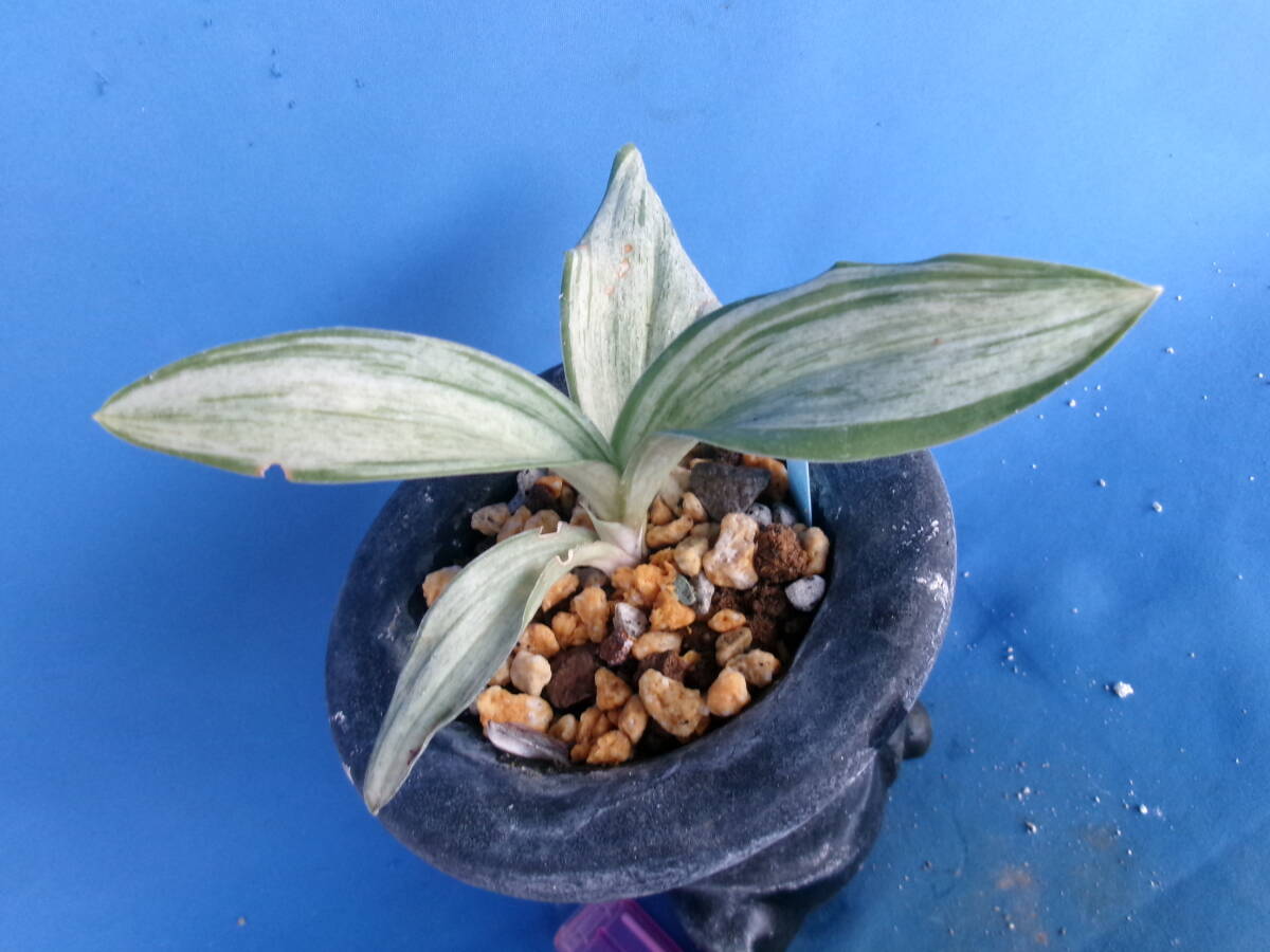 Yahoo!オークション -「万年青 千代田の松」(花、園芸) の落札相場