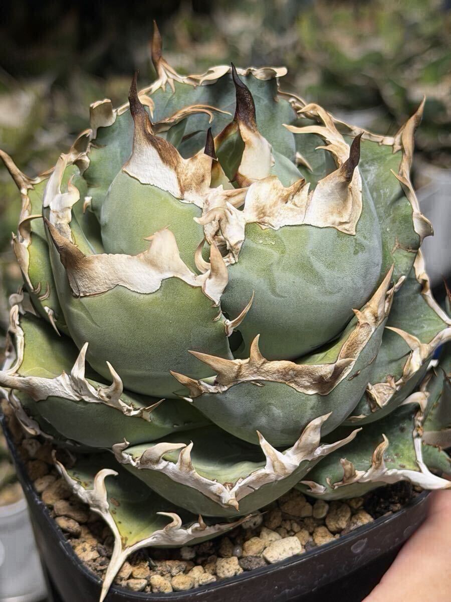 初出】 オテロイ スタッズタイプ セット ※バラ売り 検）冰雹、麻花龍