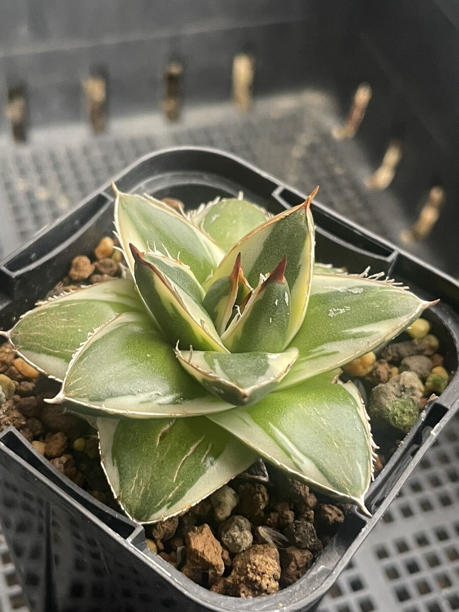 Yahoo!オークション - 「アガベ ピンキー」花、園芸の落札相場・落札価格