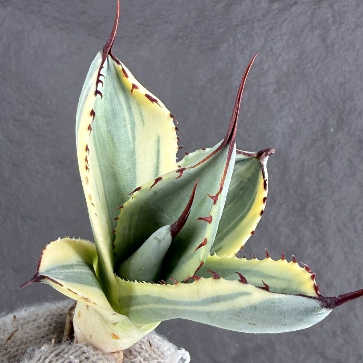 Yahoo!オークション -「アガベ パリー 斑入り」の落札相場・落札価格