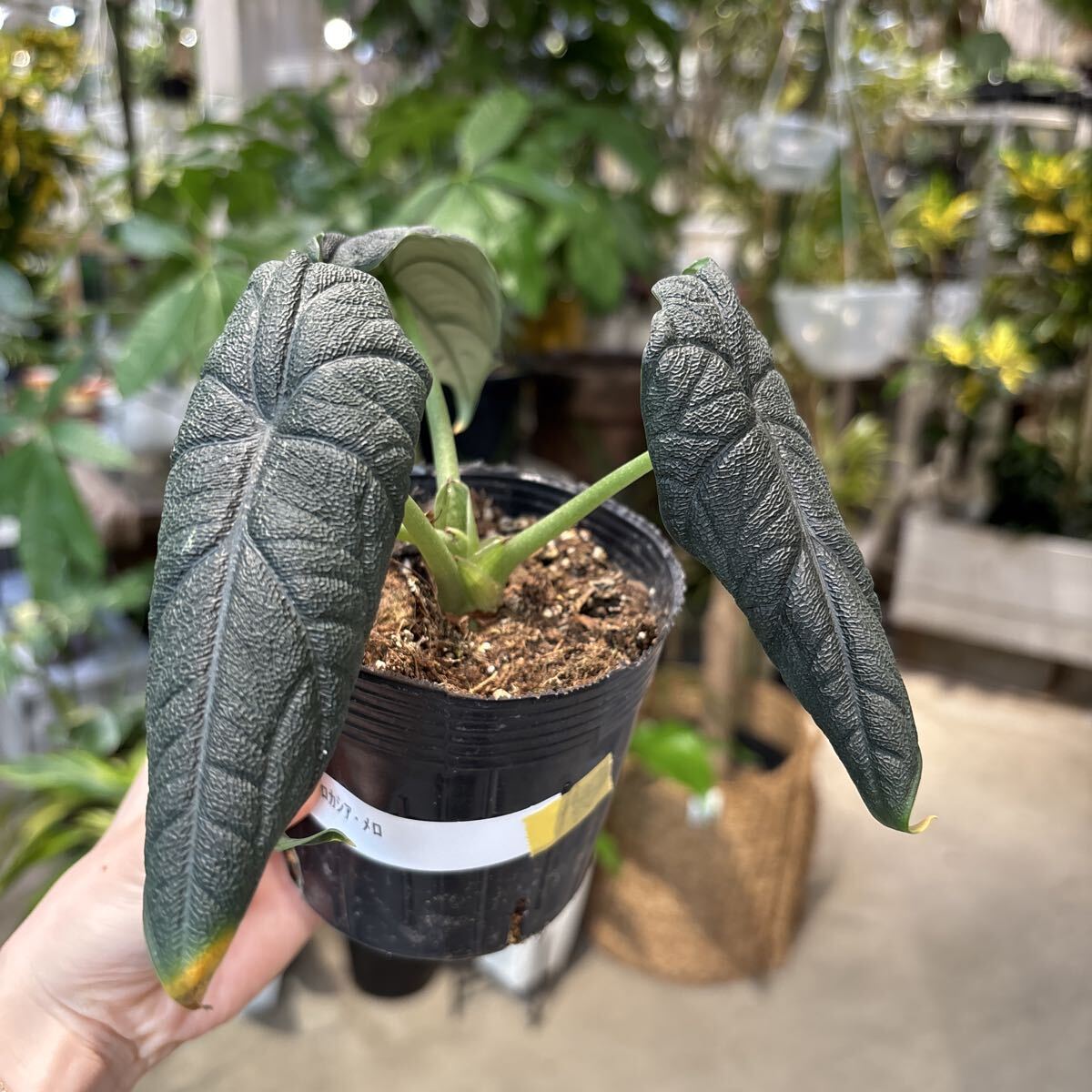 Yahoo!オークション -「アロカシア メロ」(その他) (観葉植物)の落札