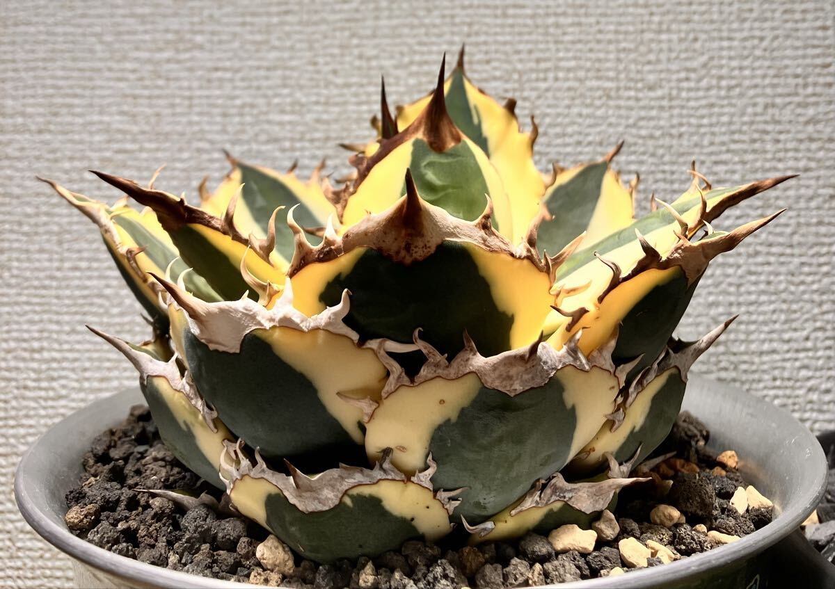 Yahoo!オークション -「スナグルトゥース」(アガベ) (観葉植物)の落札